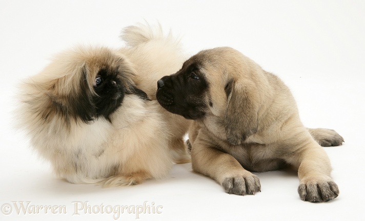 Pekingese and English Mastiff pups, white background