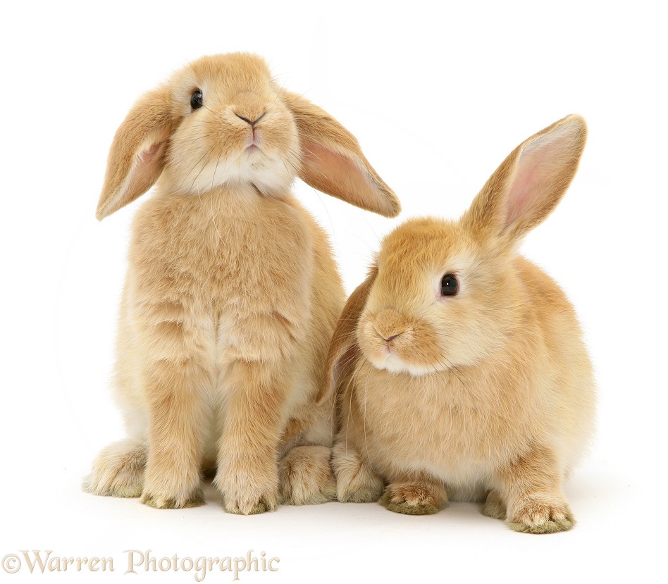 Young Sandy Lop rabbits, white background