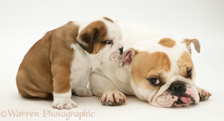 Bulldog puppy and bitch Pixie with tongue hanging out, white background