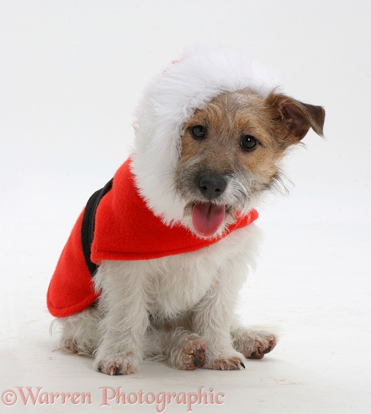 Jack Russell Terrier Buttercup with a red Christmas coat on, white background