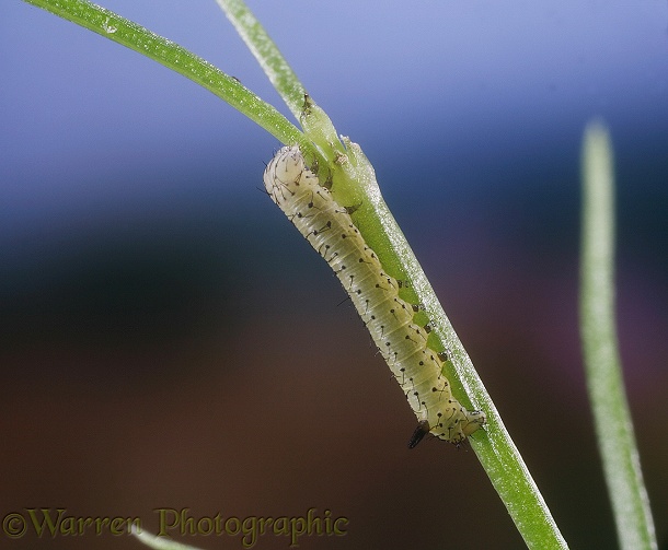 Humming-bird Hawk Moth (Macroglossum stellatarum) 1 day old caterpillar at first moult on Squinancywort