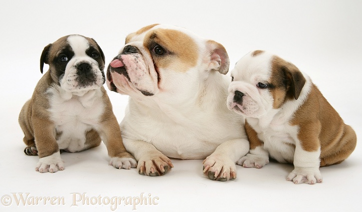 Bulldog puppies and bitch Pixie with tongue hanging out, white background