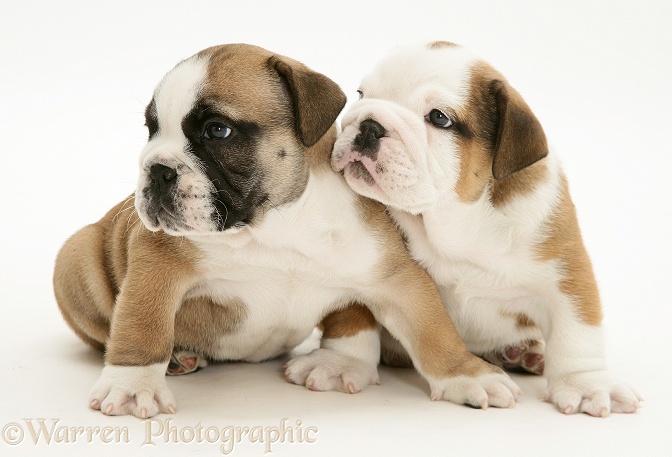 Bulldog pups, white background