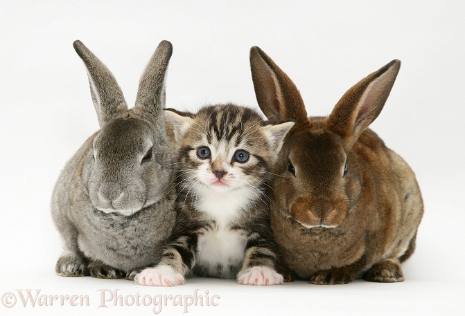 Tabby kitten with two young Rex rabbits, white background
