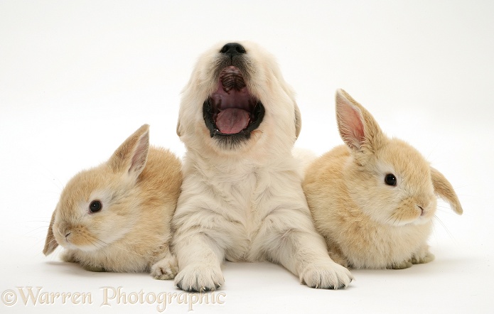 Golden Retriever pup yawning and two young Sandy Lop rabbits, white background