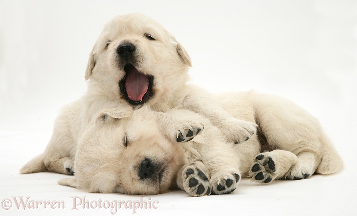 Sleepy Golden Retriever pups, one yawning, white background