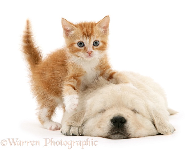 Red tabby kitten with paw up on sleeping Golden Retriever pup, white background