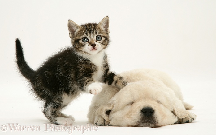 Tabby kitten with paw up on sleeping Golden Retriever pup, white background