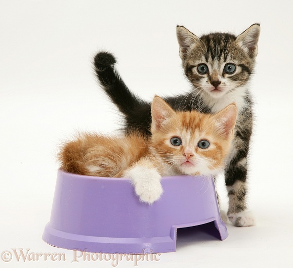Tabby and red tabby kittens in a food bowl, white background