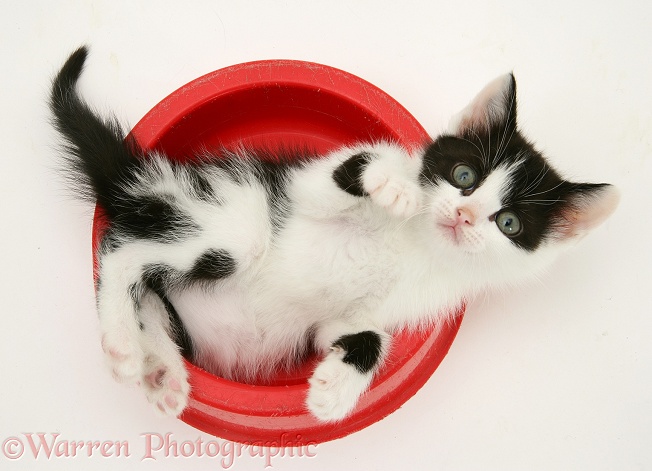 Black-and-white kitten in a food bowl, white background