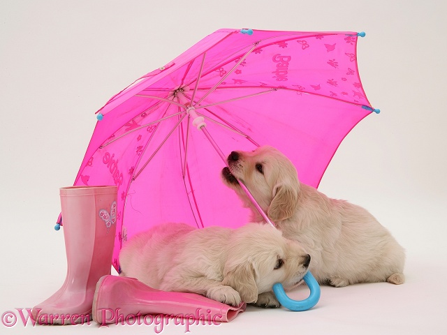Golden Retriever pups under a pink umbrella, white background