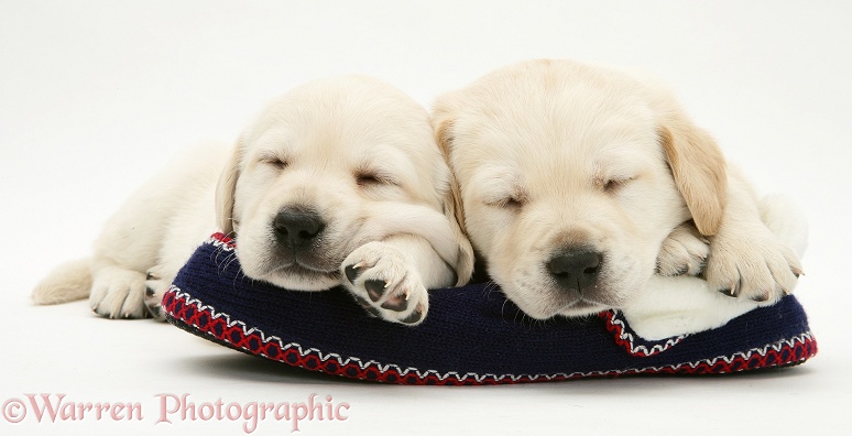 Sleepy yellow Goldador pups on a knitted slipper, white background