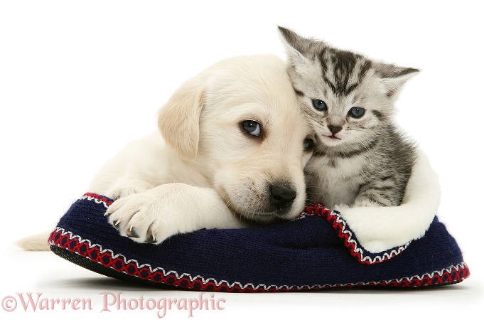 Yellow Goldador pup and tabby kitten in a knitted slipper, white background
