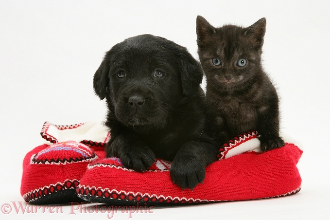 Black Goldador Retriever pup with Black Smoke Spotted British Shorthair kitten in a pair of knitted slippers, white background