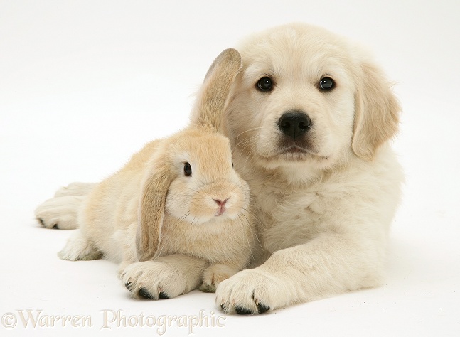 Golden Retriever pup with young Sandy Lop rabbit, white background