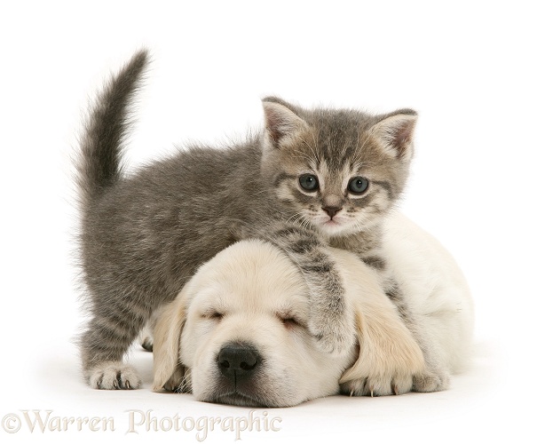 Sleeping Yellow Goldador Retriever pup with blue tabby kitten, white background