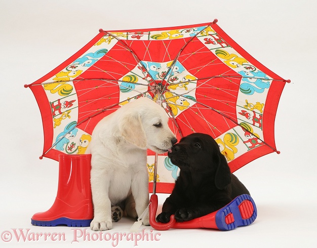 Goldador Retriever pups (Golden Retriever x Labrador Retriever) pups under a child's umbrella, white background
