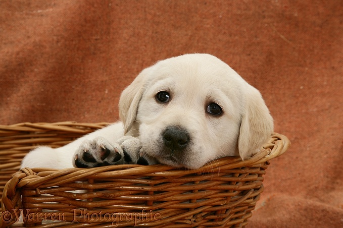 Yellow Labrador Retriever pup, 5 weeks old, in a basket