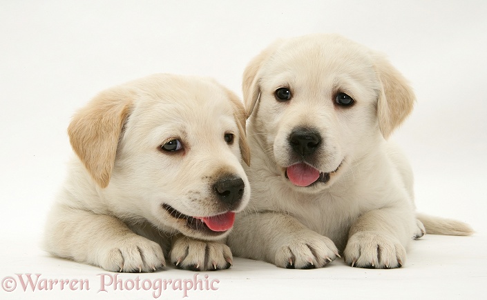 Yellow Goldador pups, white background