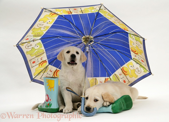 Yellow Goldador Retriever pups under a child's blue umbrella, white background