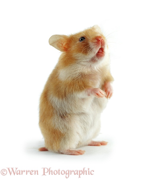 Golden Satin Syrian Hamster, white background