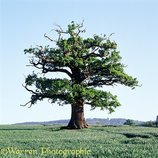 English Oak (Quercus robur) - Spring 2006.  Surrey, England