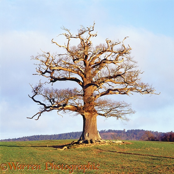 English Oak (Quercus robur) - Winter 2005.  Surrey, England