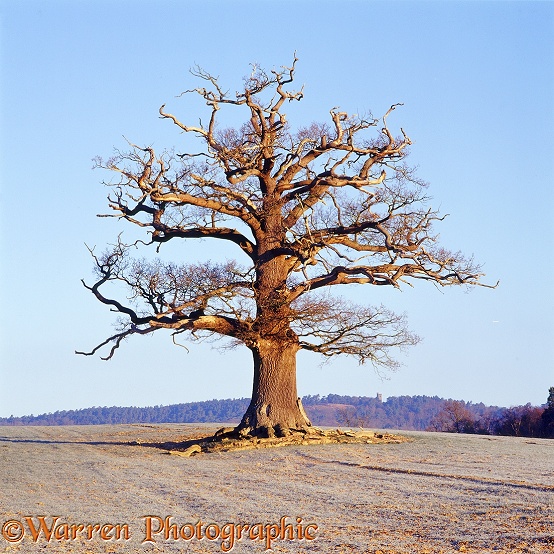 English Oak (Quercus robur) - Winter 2005.  Surrey, England