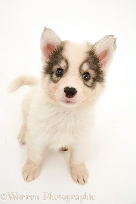 Utonagan puppy, white background