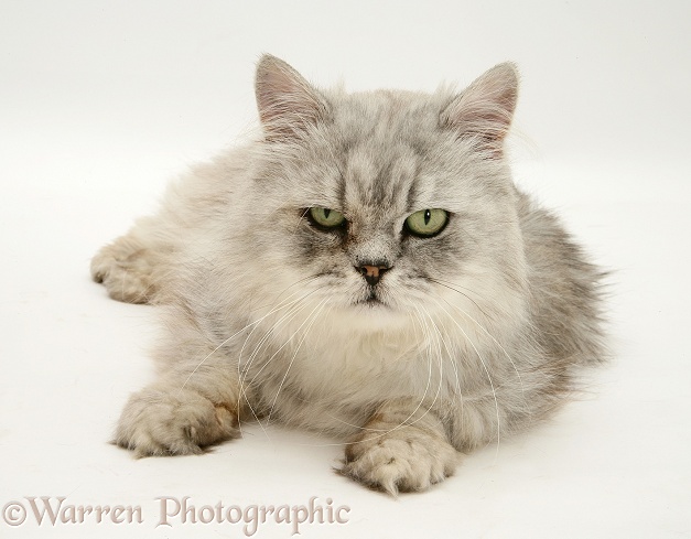 Silver tabby chinchilla Persian male cat Cosmos, white background