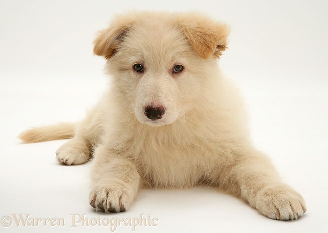 White German Shepherd Dog pup, white background