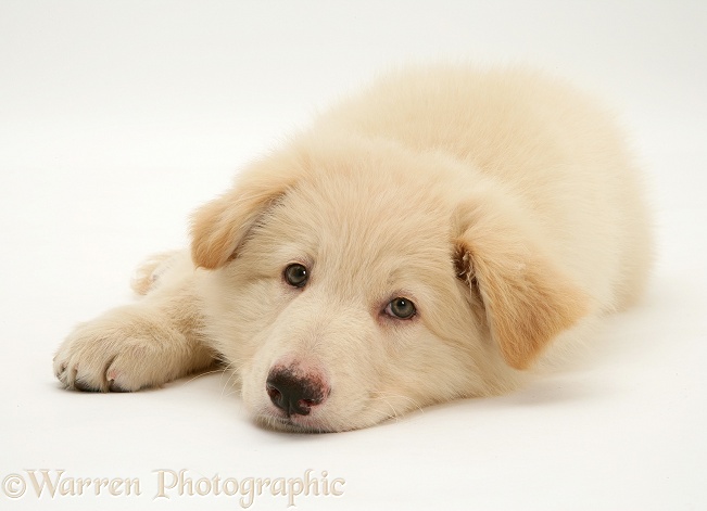 White German Shepherd Dog pup, lying, chin on floor, white background