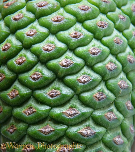 Detail of pine cone