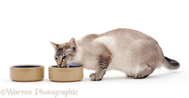 Tabby-point Siamese-cross cat Sinatra drinking water from a ceramic bowl next to his food bowl, white background