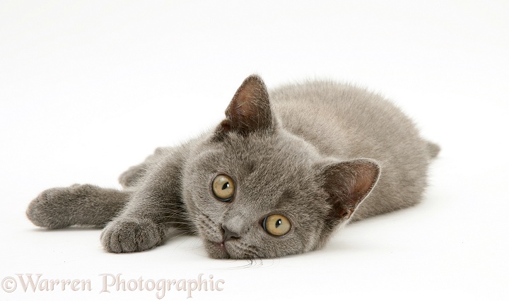 British Shorthair blue kitten Taz, white background