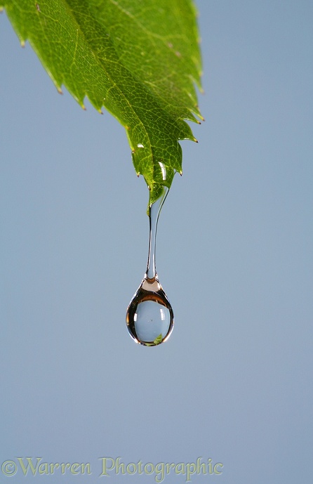 Water with added glycerin dripping from a rose leaf showing the effects of increased viscosity