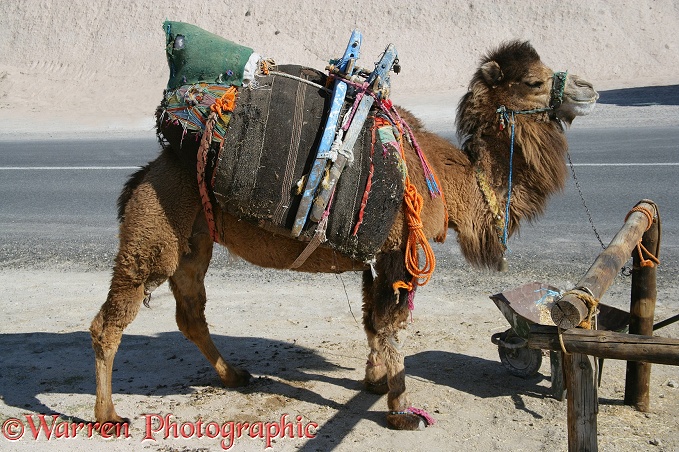 Kapadokian camel.  Turkey