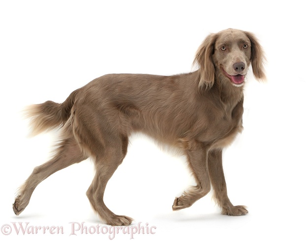 Weimaraner dog, Max, white background