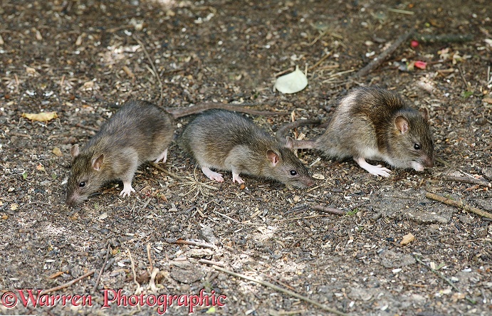 Brown Rats (Rattus norvegicus) scavenging meagre pickings from beneath a bird table.  Worldwide