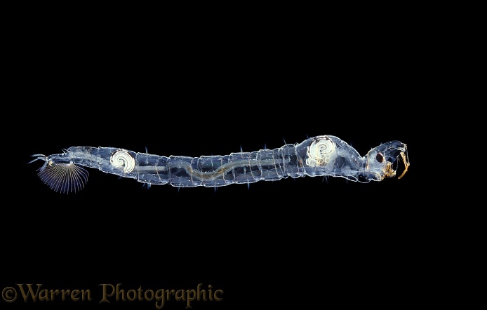 Phantom Midge (Chaoborus crystallinus) larva hangs motionless in the water with the aid of air bubbles fore and aft, maintaining its body in the horizontal position