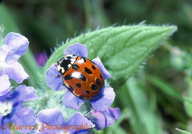 Eyed Ladybird (Anatis ocellata) on Green Alkanet (Pentaglottis sempervirens)