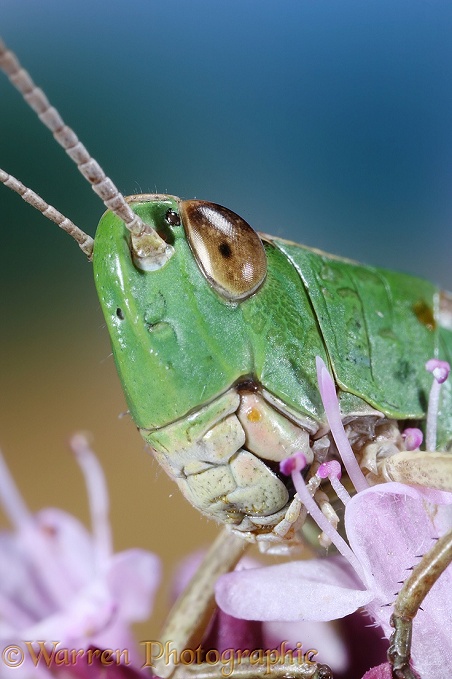 Meadow Grasshopper (Chorthippus parallelus) female portrait.  Europe