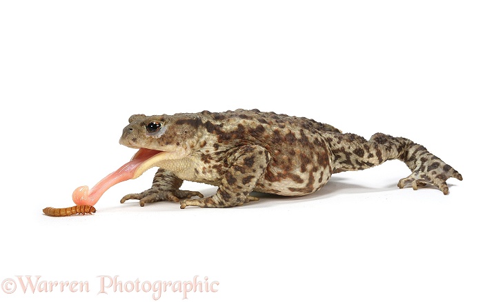 Common Toad (Bufo bufo) female taking a mealworm.  Europe & Asia, white background