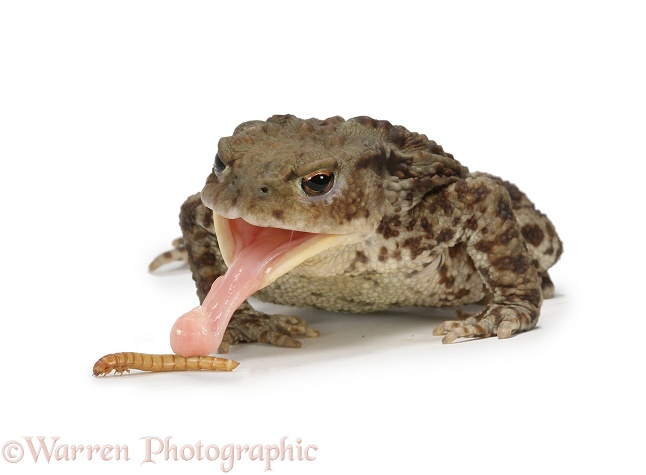 Common Toad (Bufo bufo) female taking a mealworm.  Europe & Asia, white background