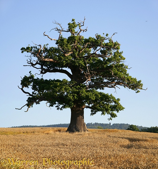 English Oak (Quercus robur) - Summer 2006.  Surrey, England