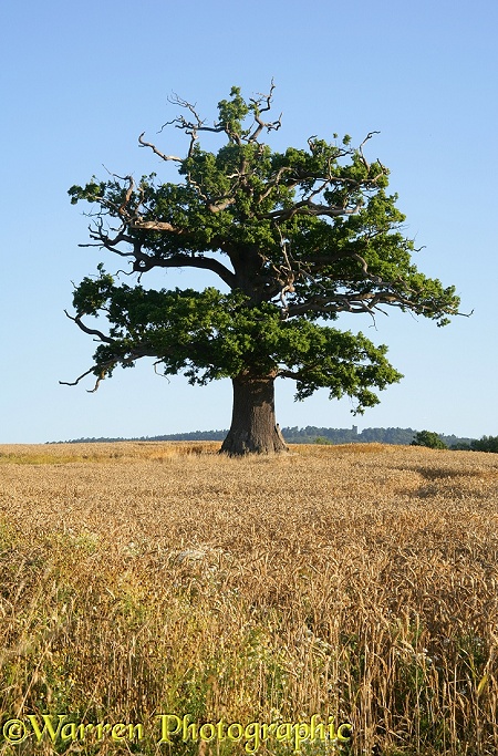 English Oak (Quercus robur) - Summer.  Surrey, England