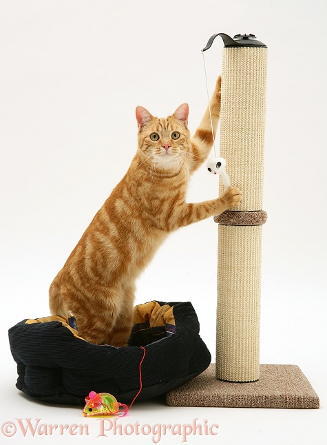 Ginger cat, Benedict, 15 months old, at a scratch-post, white background