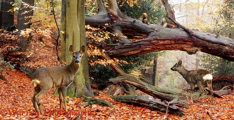 Roe Deer (Capreolus capreolus) in autumn beech wood.  England