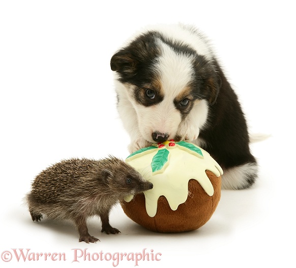 Hedgehog and Border Collie puppy with toy Christmas pudding, white background