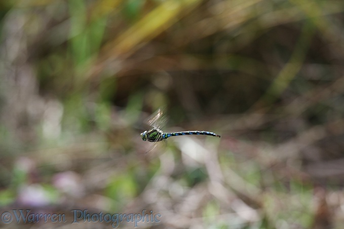Southern Hawker Dragonfly (Aeshna cyanea) male hovering.  Europe
